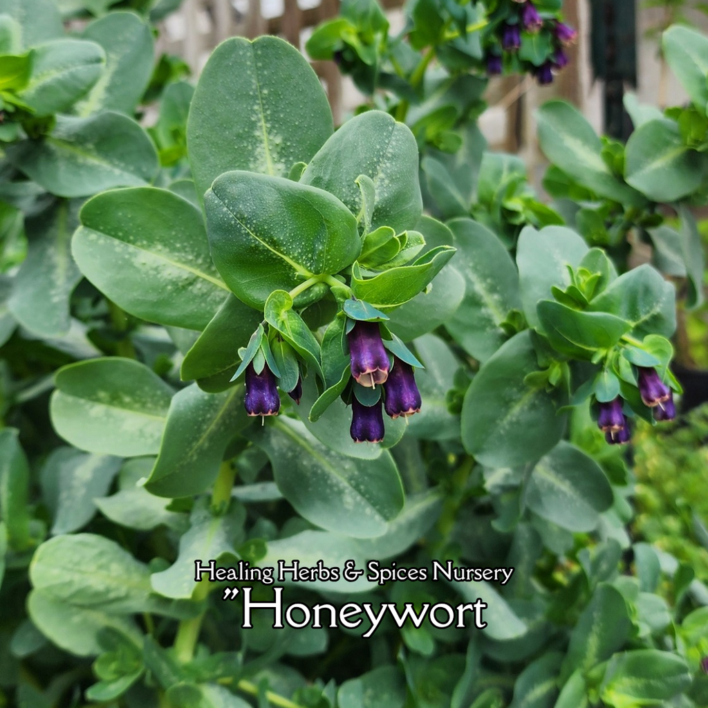 Honeywort - Live Plant