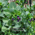 Honeywort - Live Plant