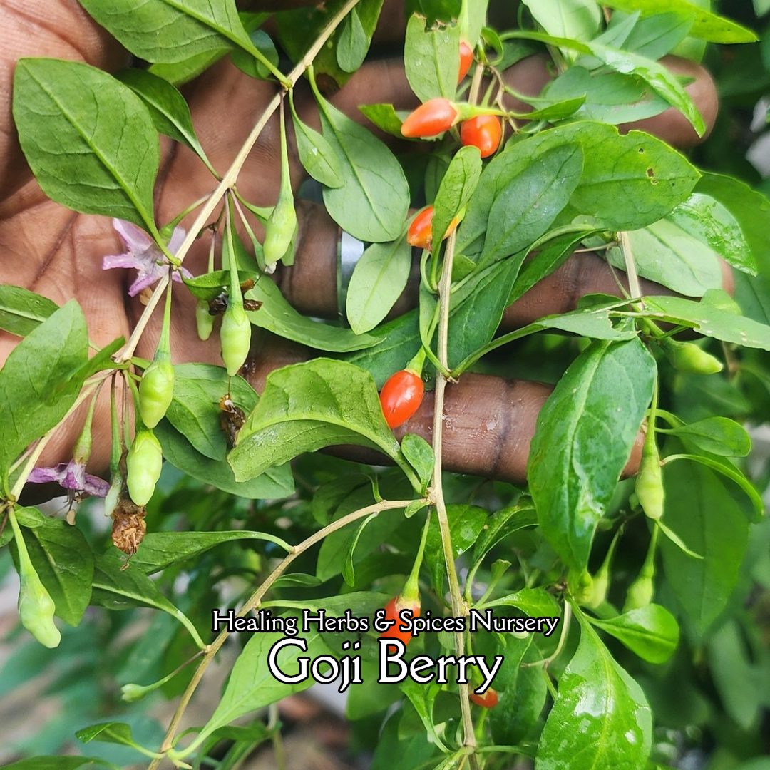 Goji Berry - Live Plant