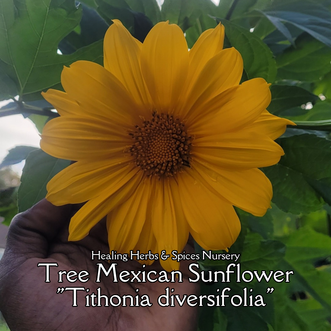 Mexican Sunflower "Tree" - Live Plant