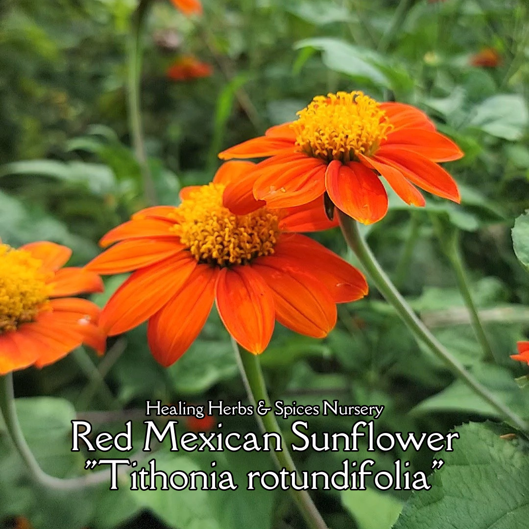 Mexican Sunflower, Red - Live Plant