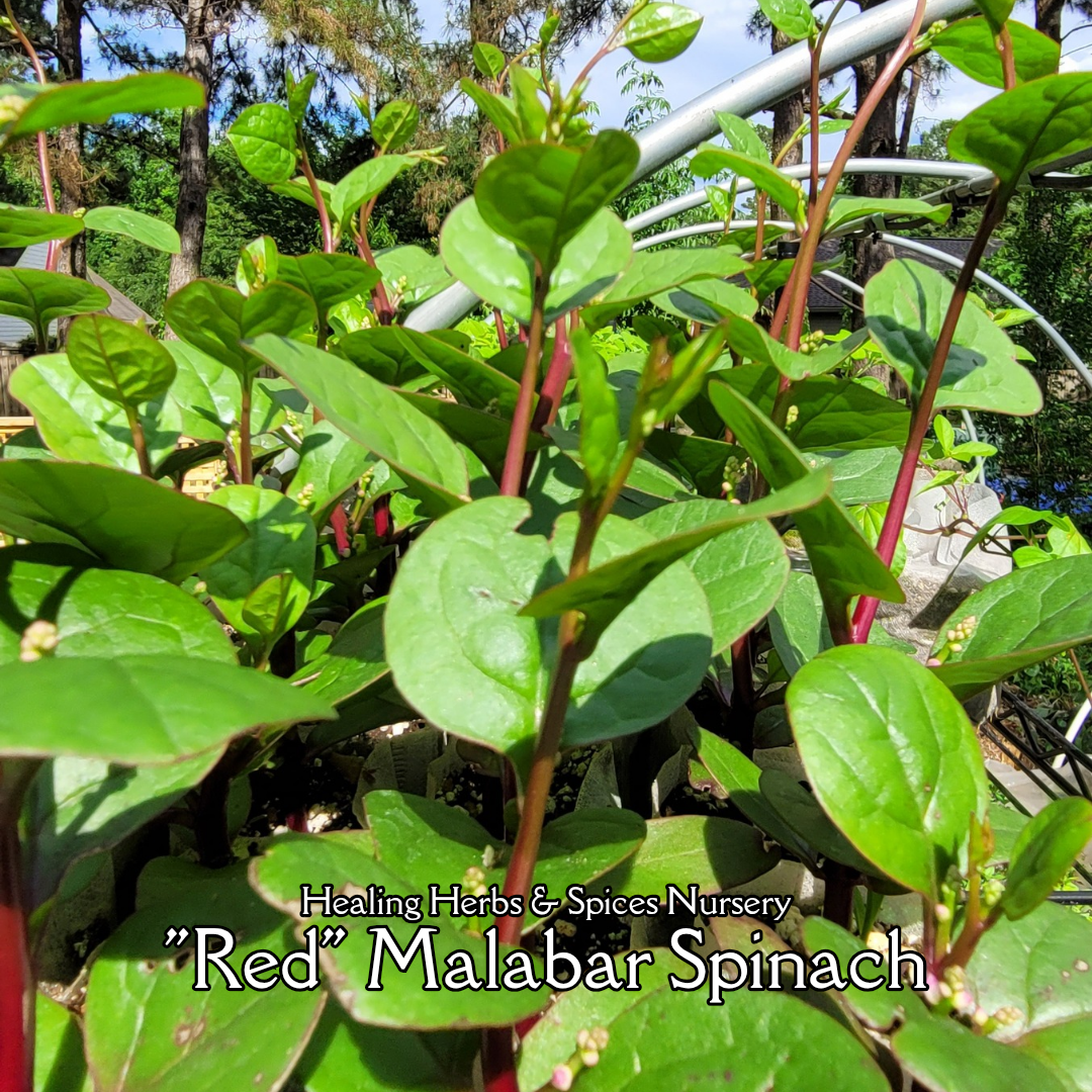 Malabar Spinach - Live Plant