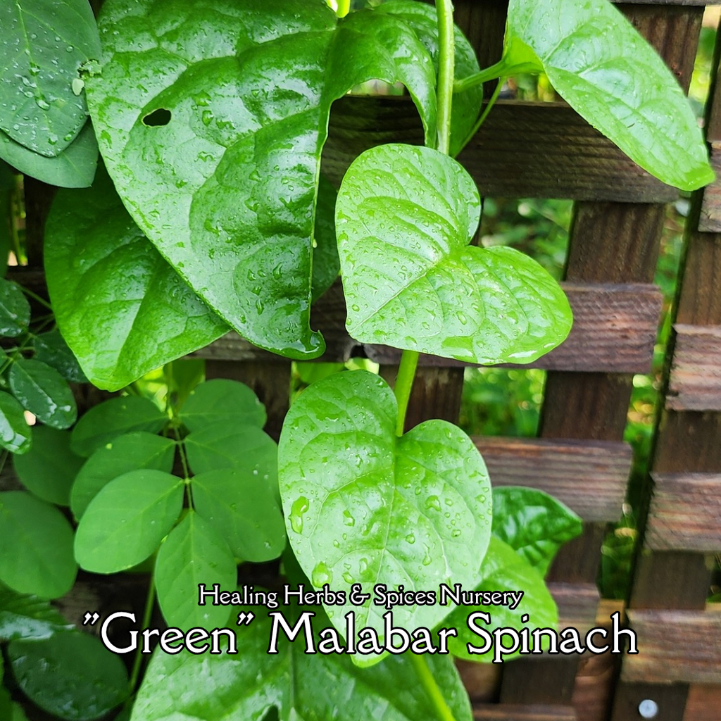 Malabar Spinach "Green" - Live Plant