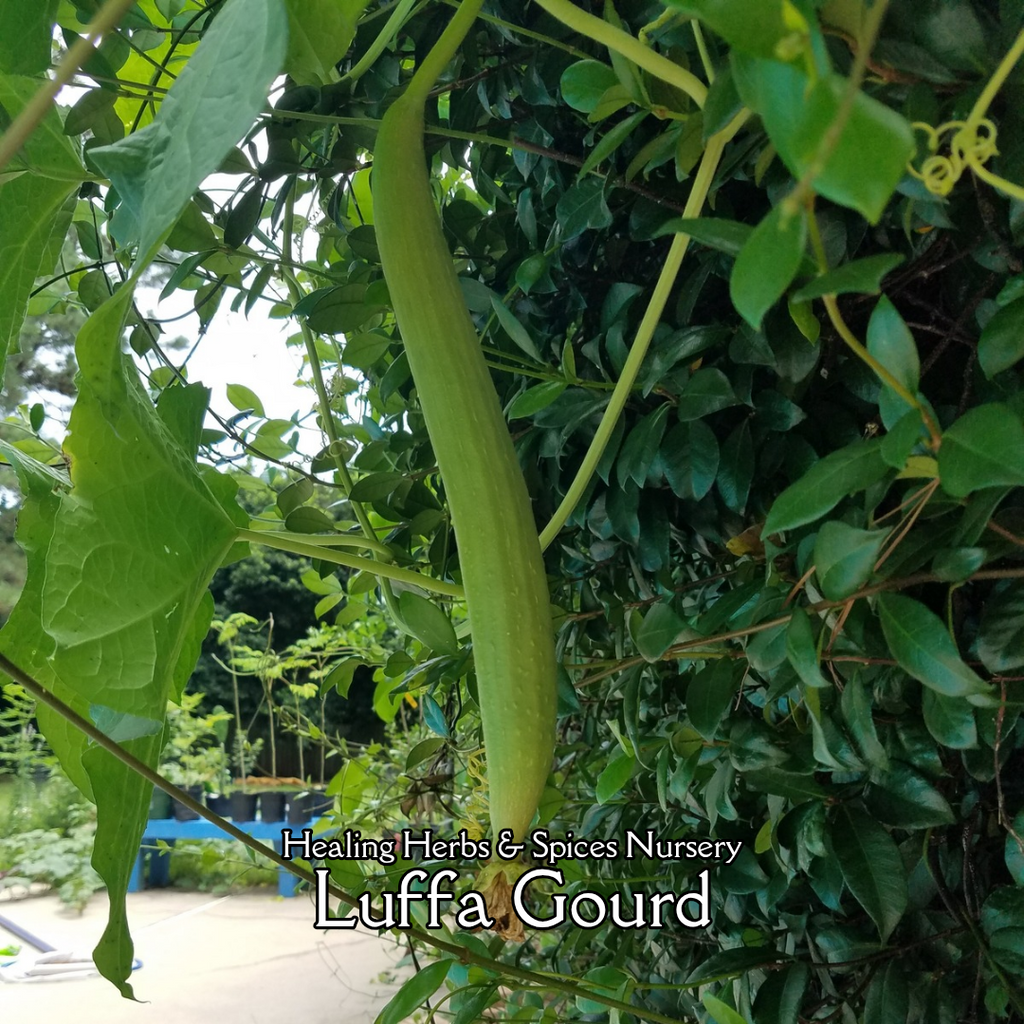 Luffa Gourd - Live Plant
