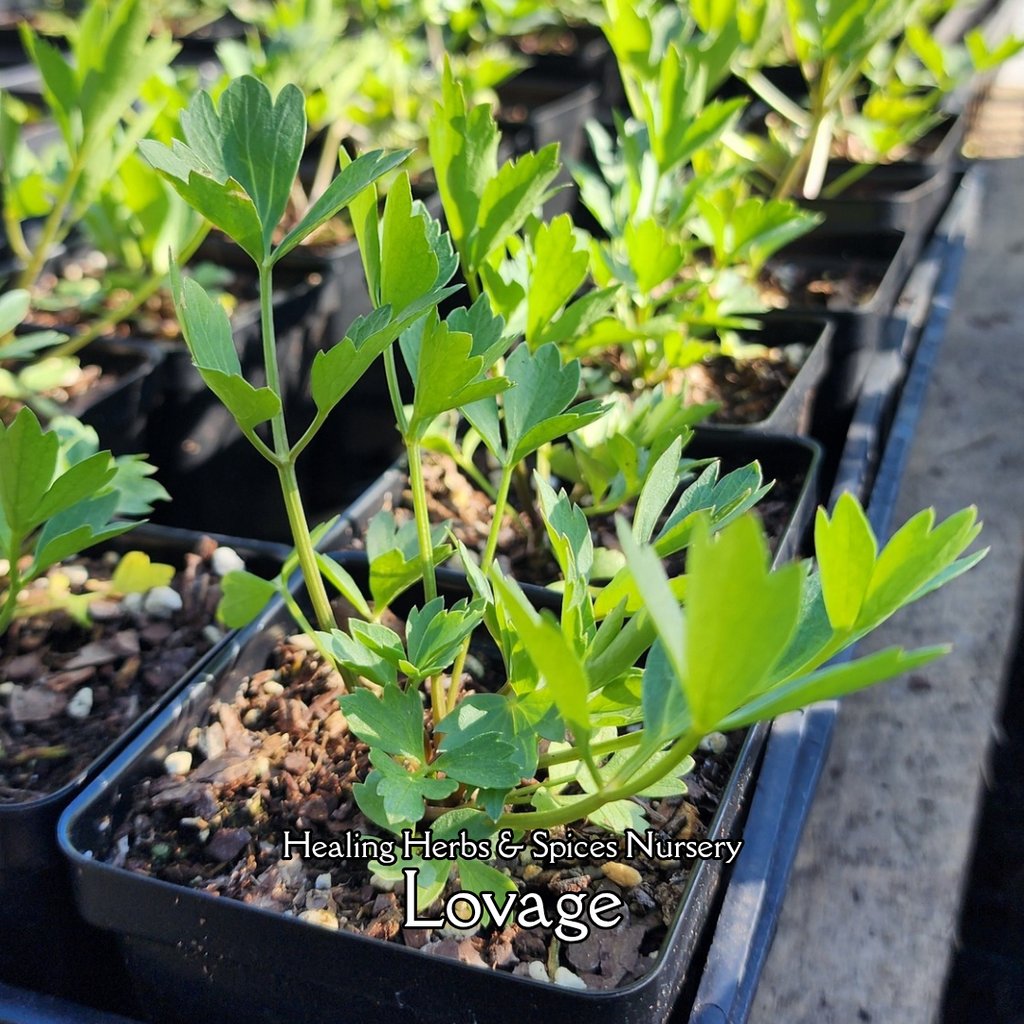 Lovage - Live Plant