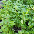 Marjoram - Live Plant
