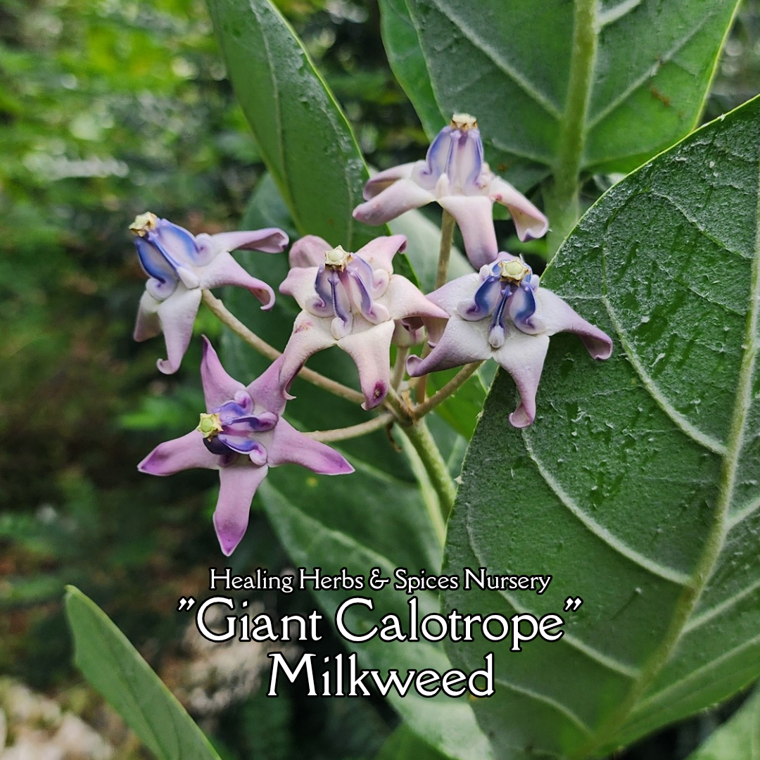 Giant Calotrope Milkweed - Live Plant