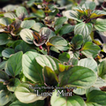 Mint "Lime" - Live Plant