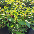 Mint "Thai" - Live Plant