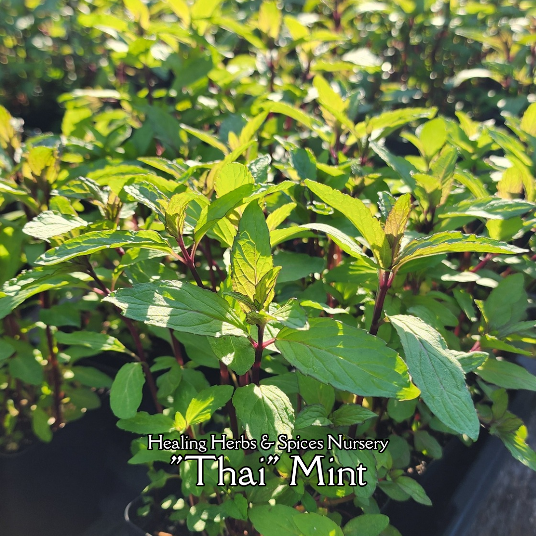 Mint "Thai" - Live Plant
