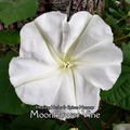 Moonflower Vine - Live Plant
