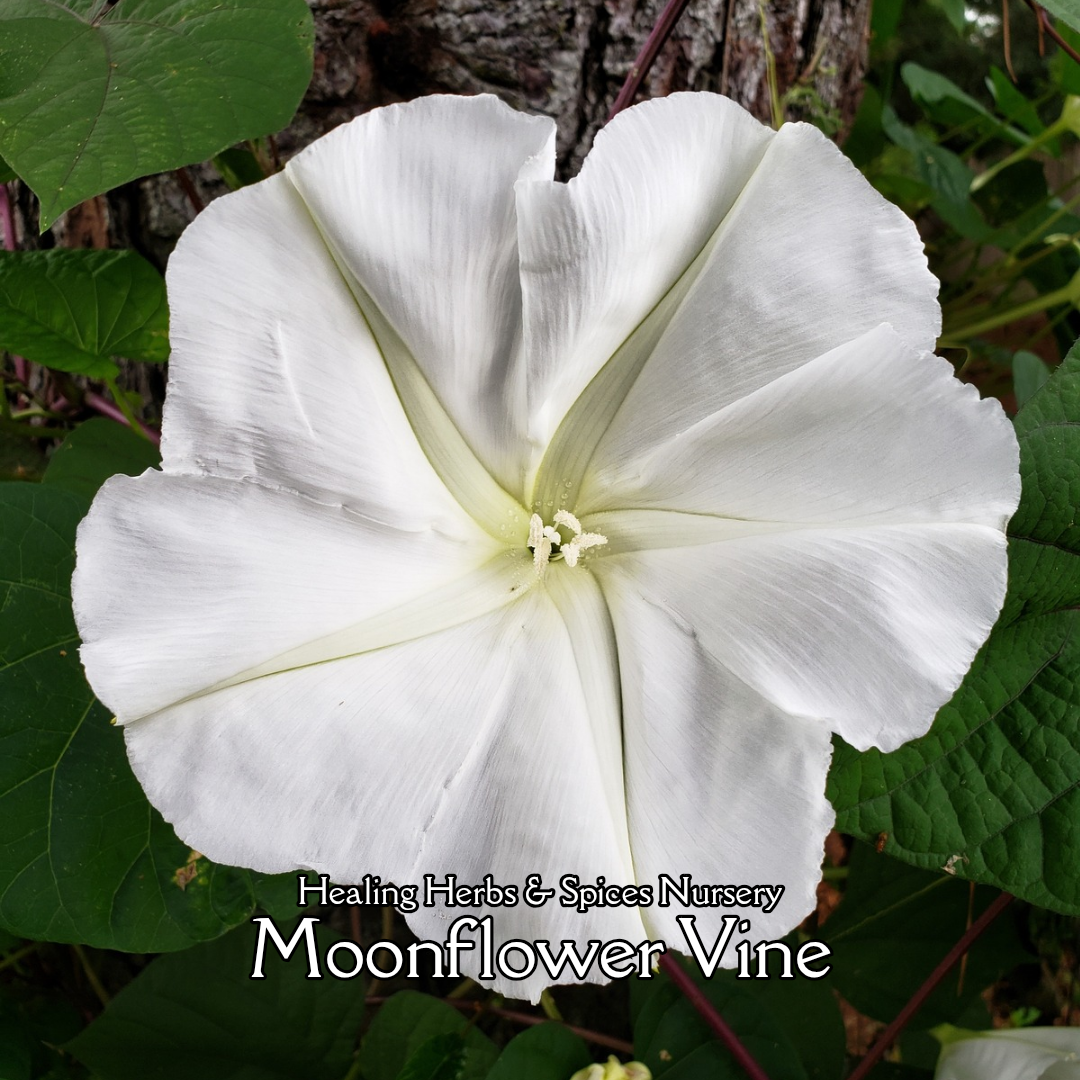 Moonflower Vine - Live Plant
