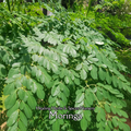 Moringa - Live Plant