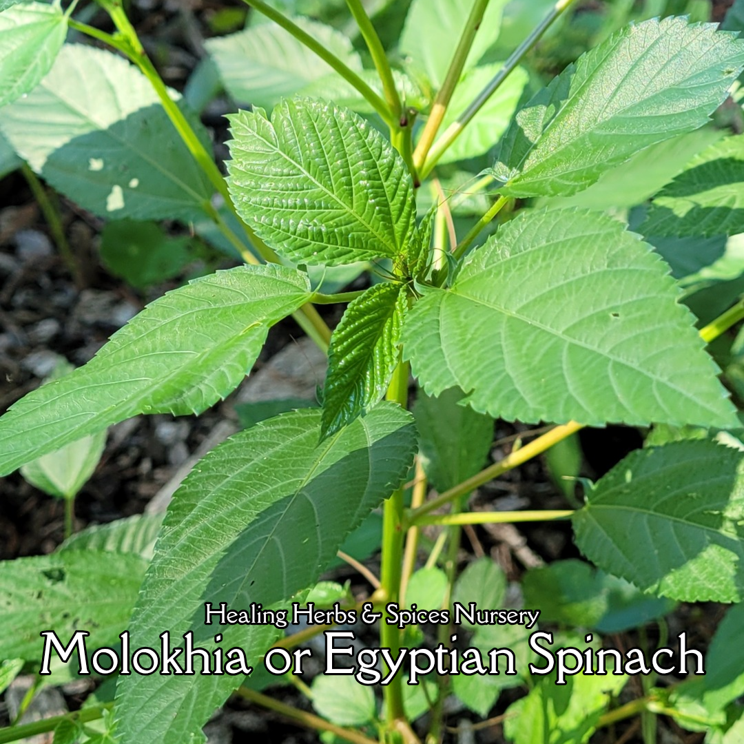 Molokhia - Live Plant