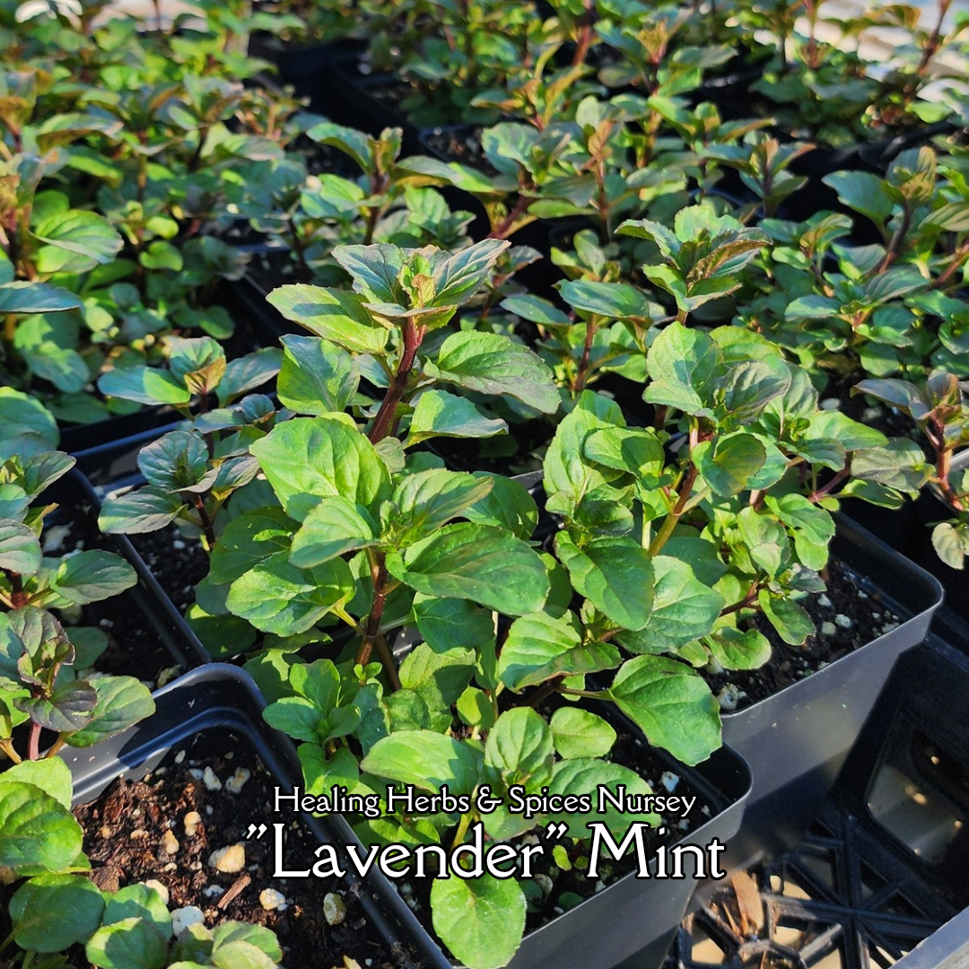 Mint "Lavender" - Live Plant