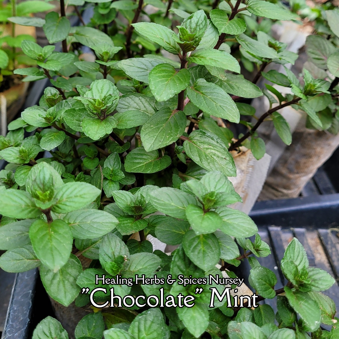 Mint "Chocolate" - Live Plant