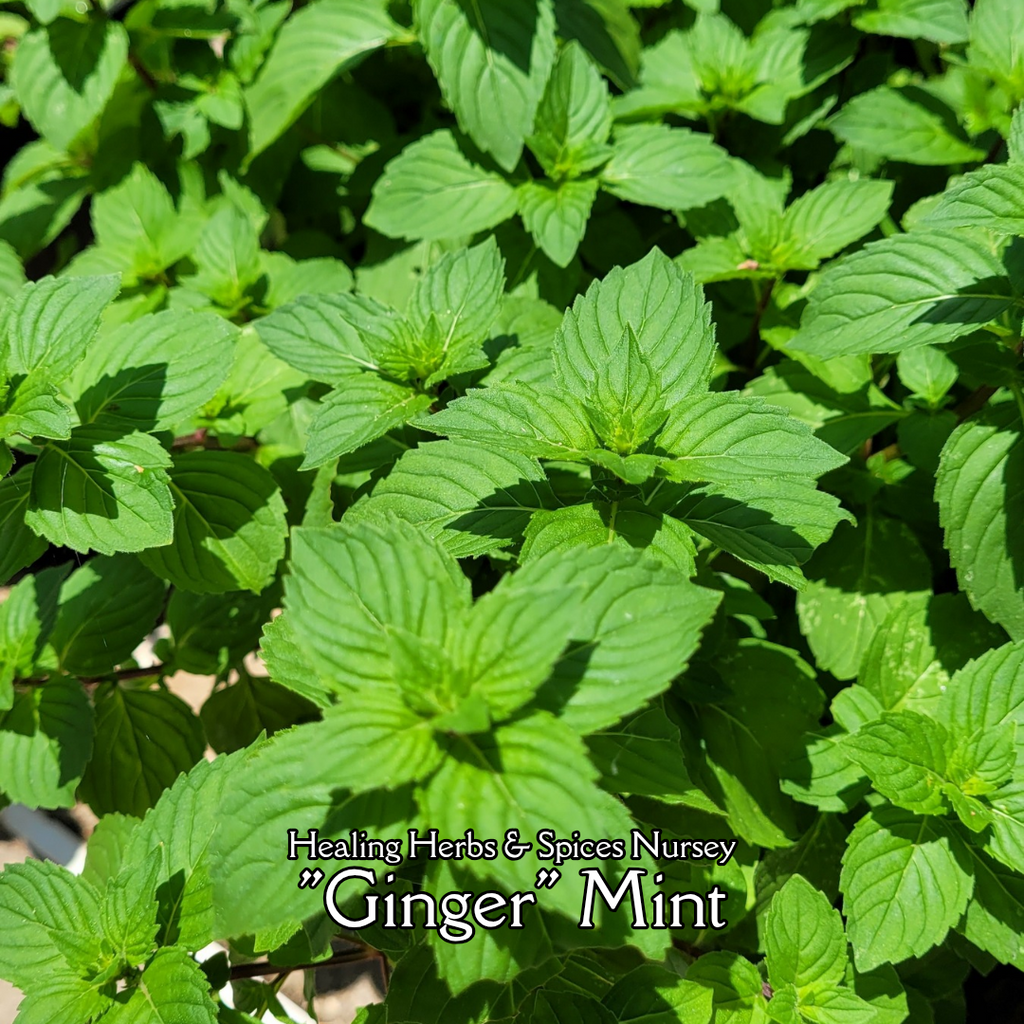 Mint "Ginger" - Live Plant