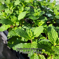 Mint "Mojito" - Live Plant