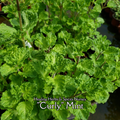 Mint "Curly" - Live Plant