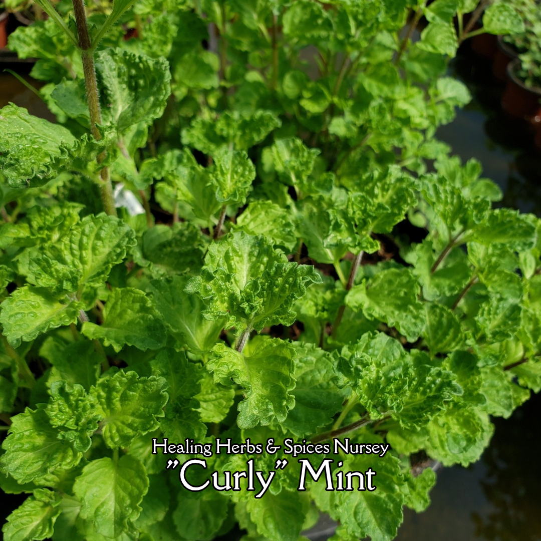 Mint "Curly" - Live Plant