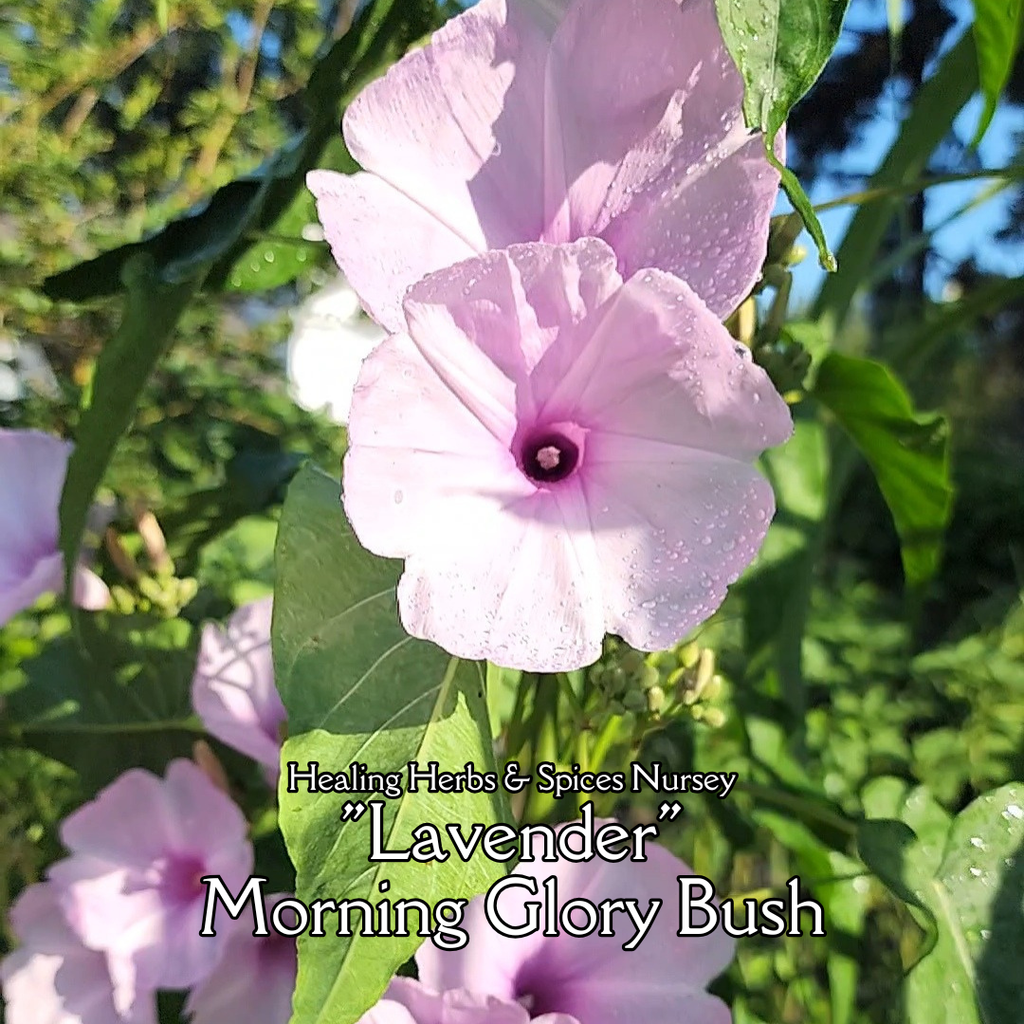 Morning Glory Bush "Lavender" - Live Plant