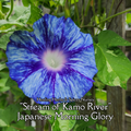 Morning Glory, Japanese "Stream of Kamo River" - Live Plant