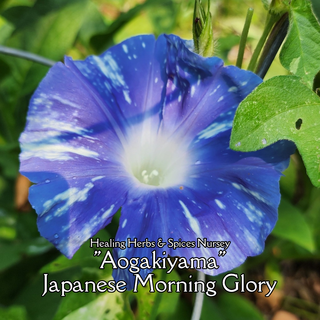 Morning Glory, Japanese "Aogakiyama" - Live Plant