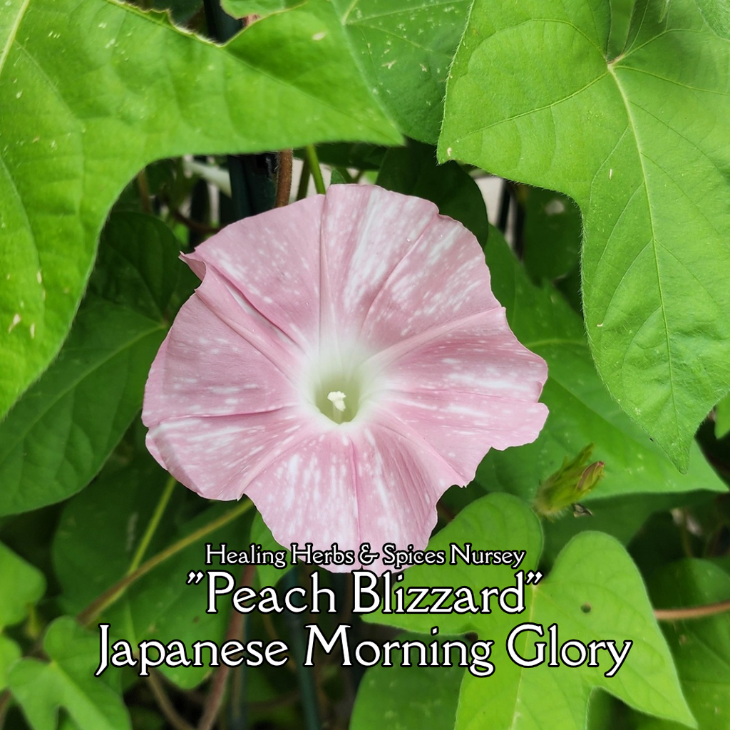 Morning Glory, Japanese "Peach Blizzard" - Live Plant