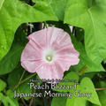 Morning Glory, Japanese "Peach Blizzard" - Live Plant
