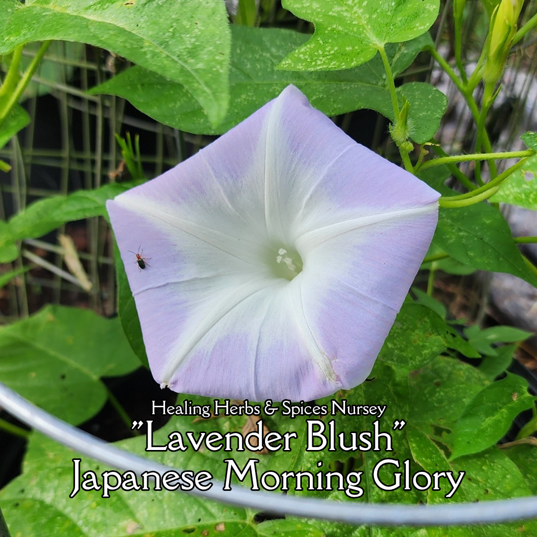 Morning Glory, Japanese "Lavender Blush" - Live Plant