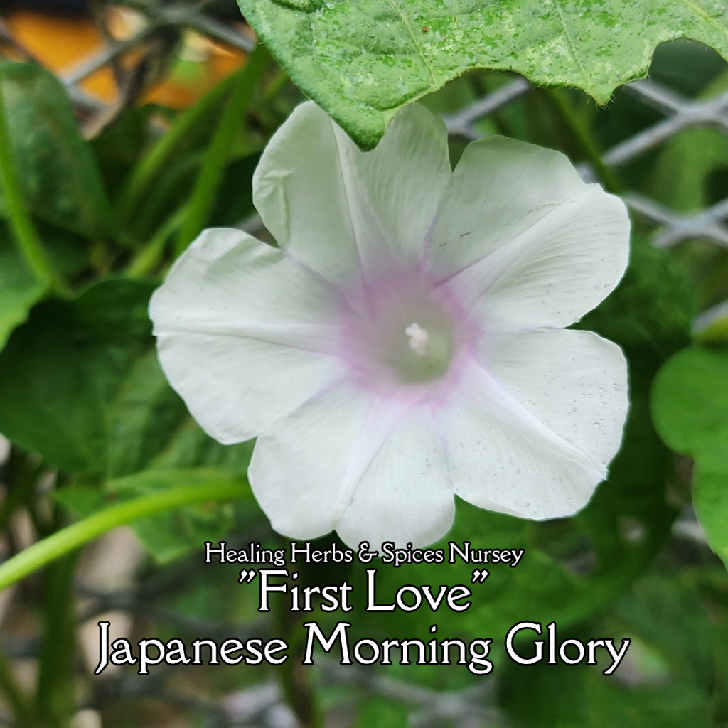Morning Glory, Japanese "First Love" - Live Plant