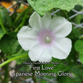 Morning Glory, Japanese "First Love" - Live Plant