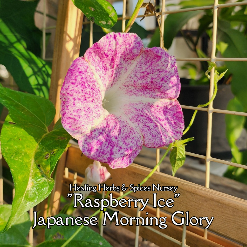Morning Glory, Japanese "Raspberry Ice" - Live Plant
