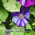 Morning Glory, Japanese "Mura Kumo" - Live Plant