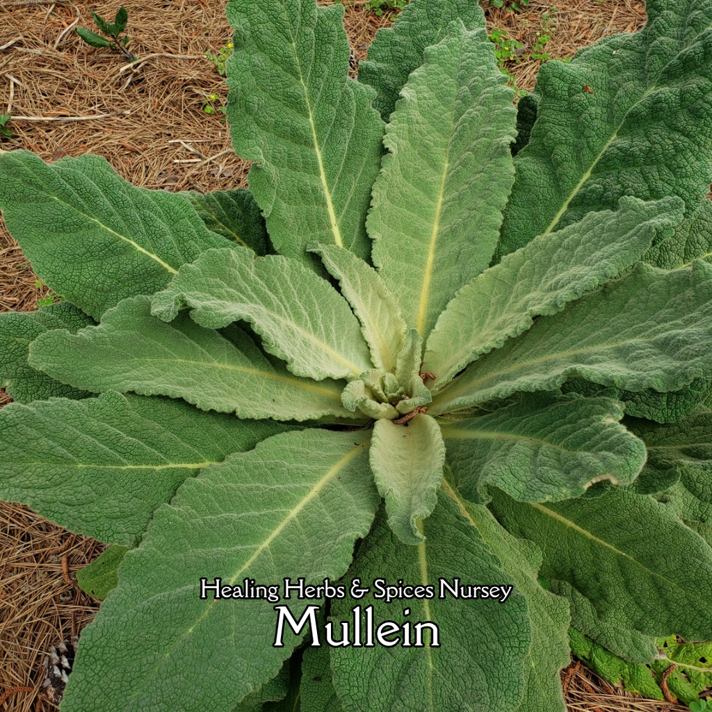 Mullein - Live Plant