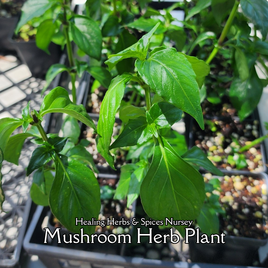 Mushroom Herb Plant - Live Plant