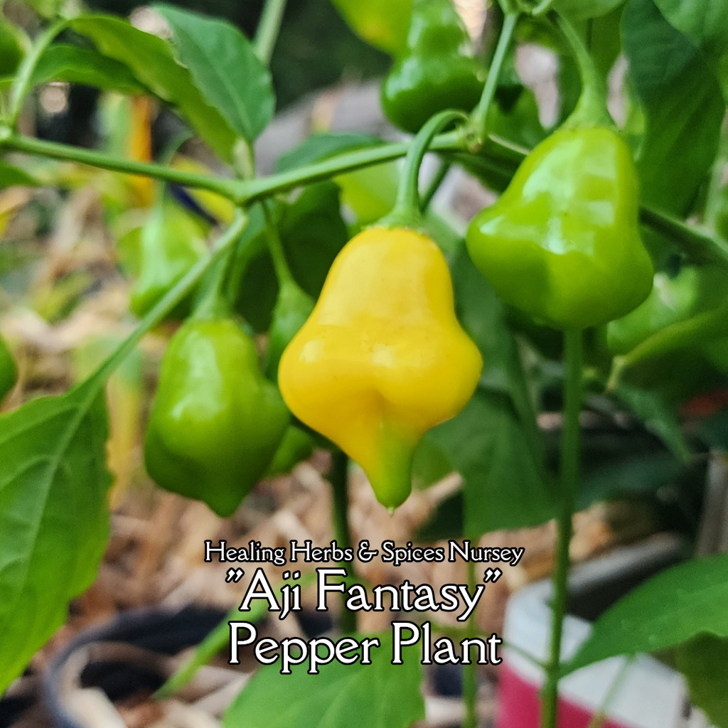 Pepper Plant "Aji Fantasy"- Live Plant