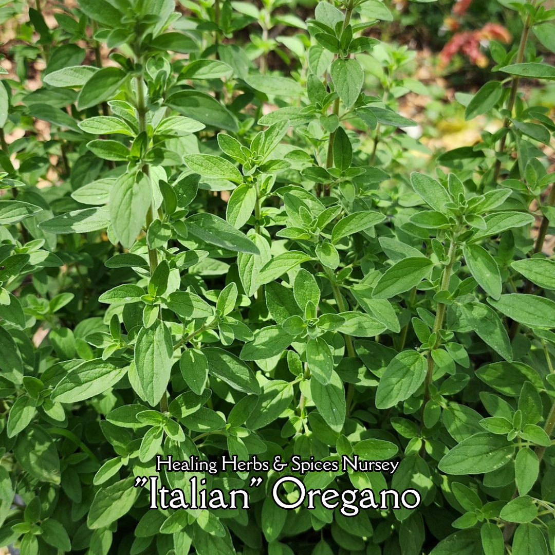 Oregano "Italian"  - Live Plant