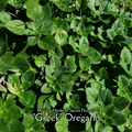 Oregano "Greek" - Live Plant