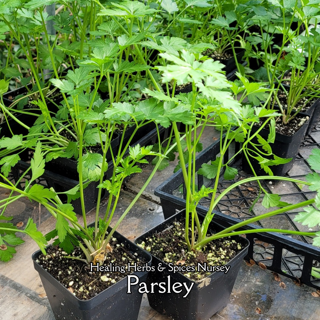 Parsley "Flat Leaf" - Live Plant