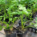 Parsley "Flat Leaf" - Live Plant
