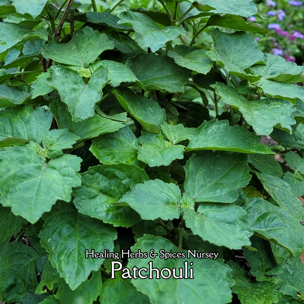Patchouli - Live Plant