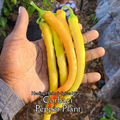 Pepper Plant "Corbaci"- Live Plant