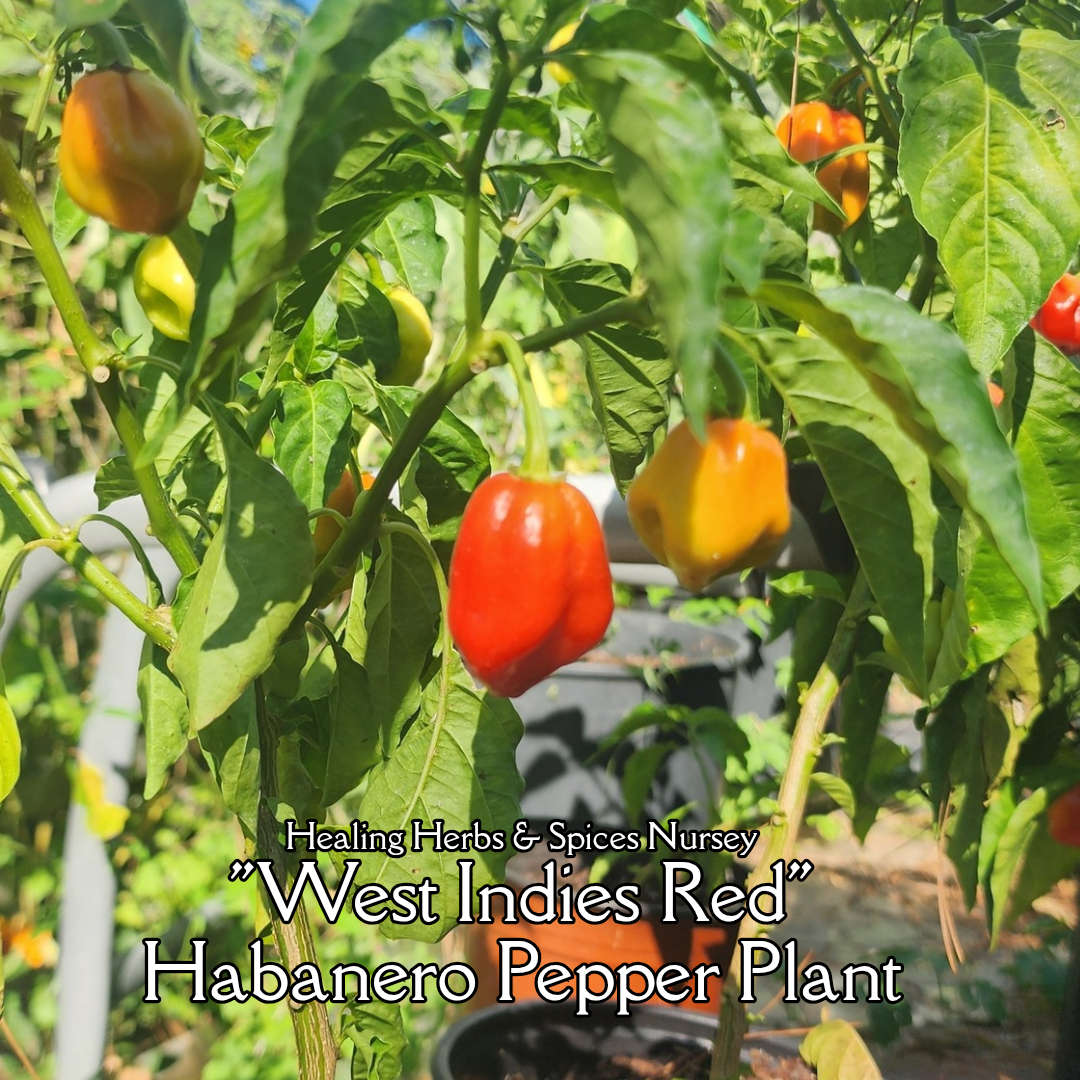 Pepper Plant "West Indies Red Habanero"- Live Plant
