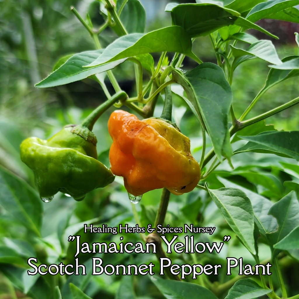 Pepper Plant "Jamaican Yellow Scotch Bonnet"- Live Plant