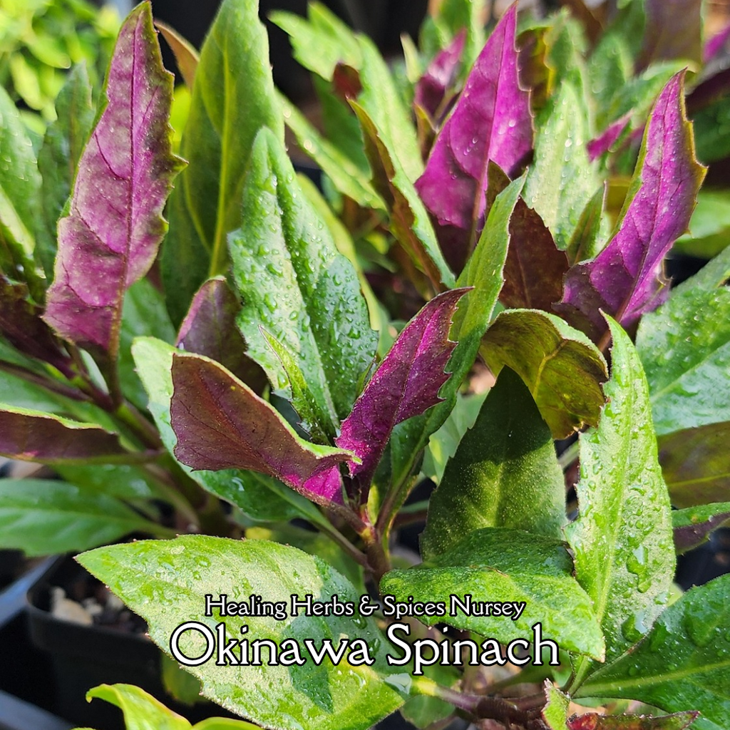 Okinawa Spinach - Live Plant