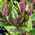Okinawa Spinach - Live Plant