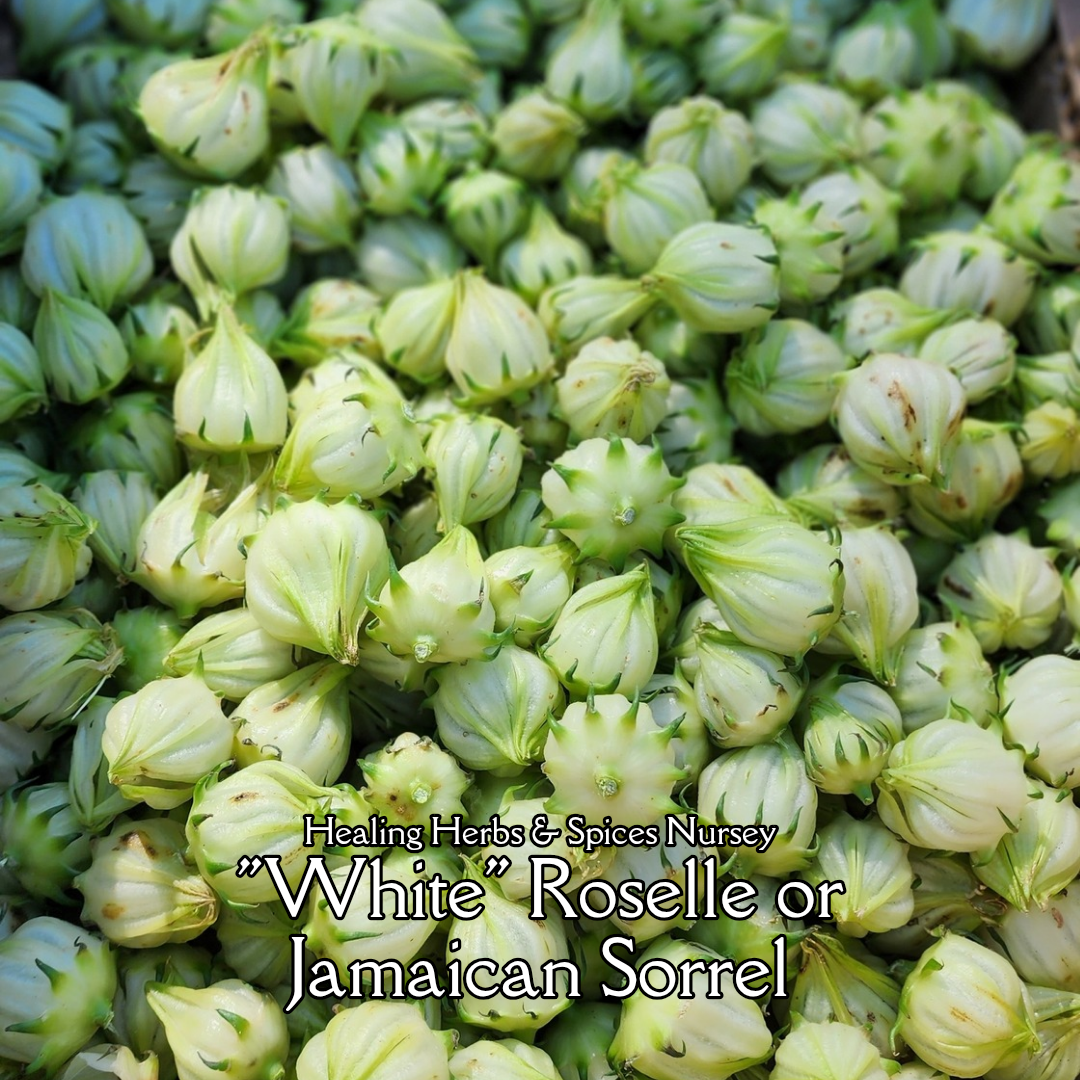 Roselle "White" - Live Plant