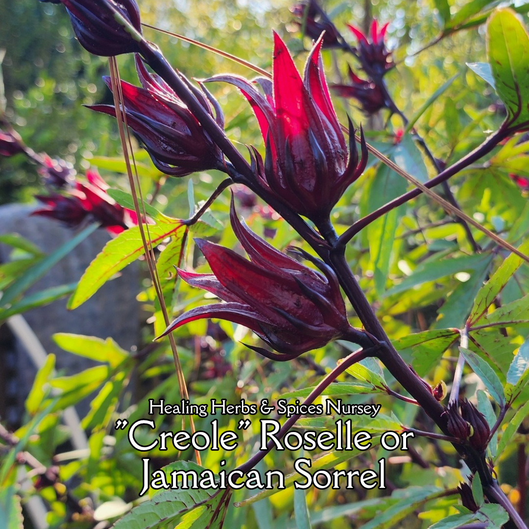 Roselle "Creole" - Live Plant