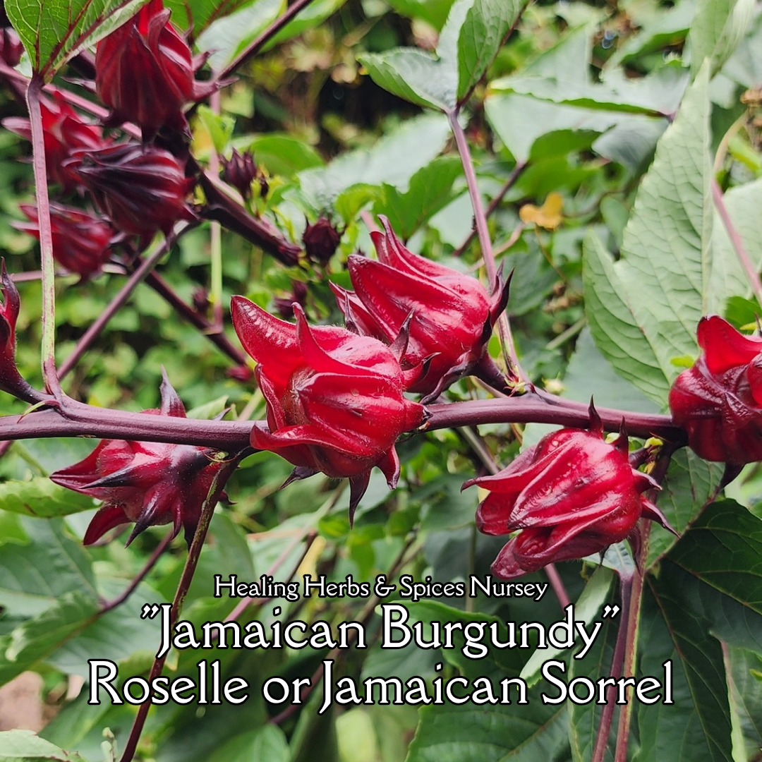 Roselle "Jamaican Burgundy" - Live Plant
